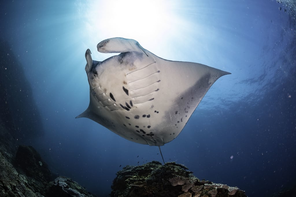 Freediving Trip Nusa Penida